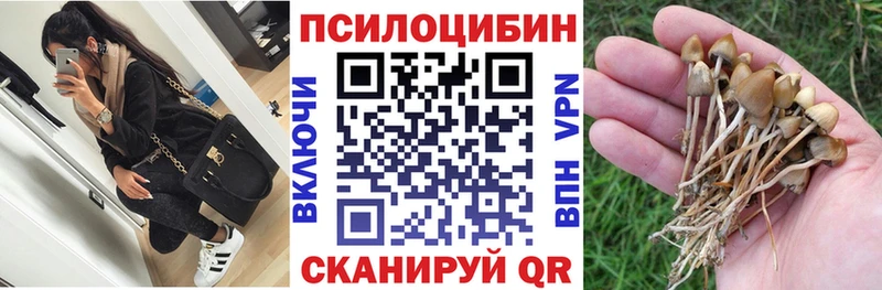 Псилоцибиновые грибы Cubensis блэк спрут сайт Мыски